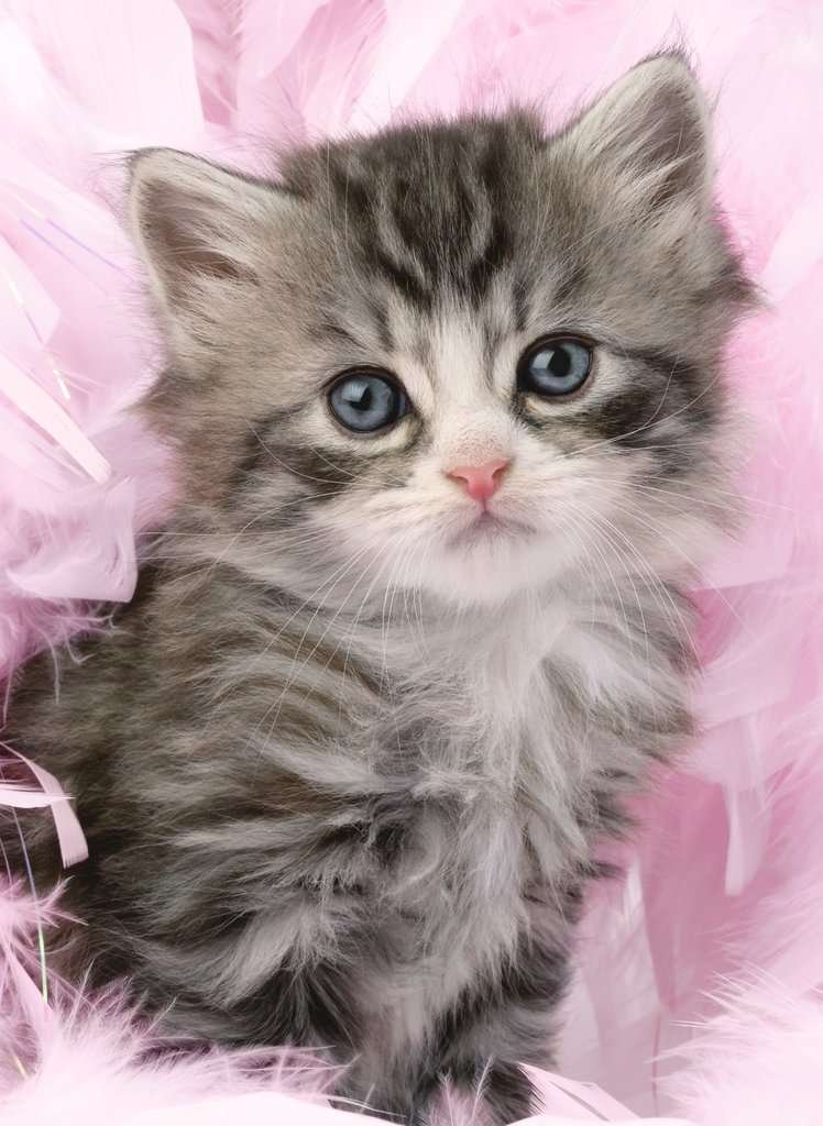 douceur de chaton douceur de chaton