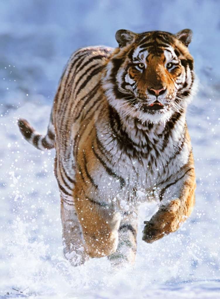 tigre dans la neige tigre dans la neige