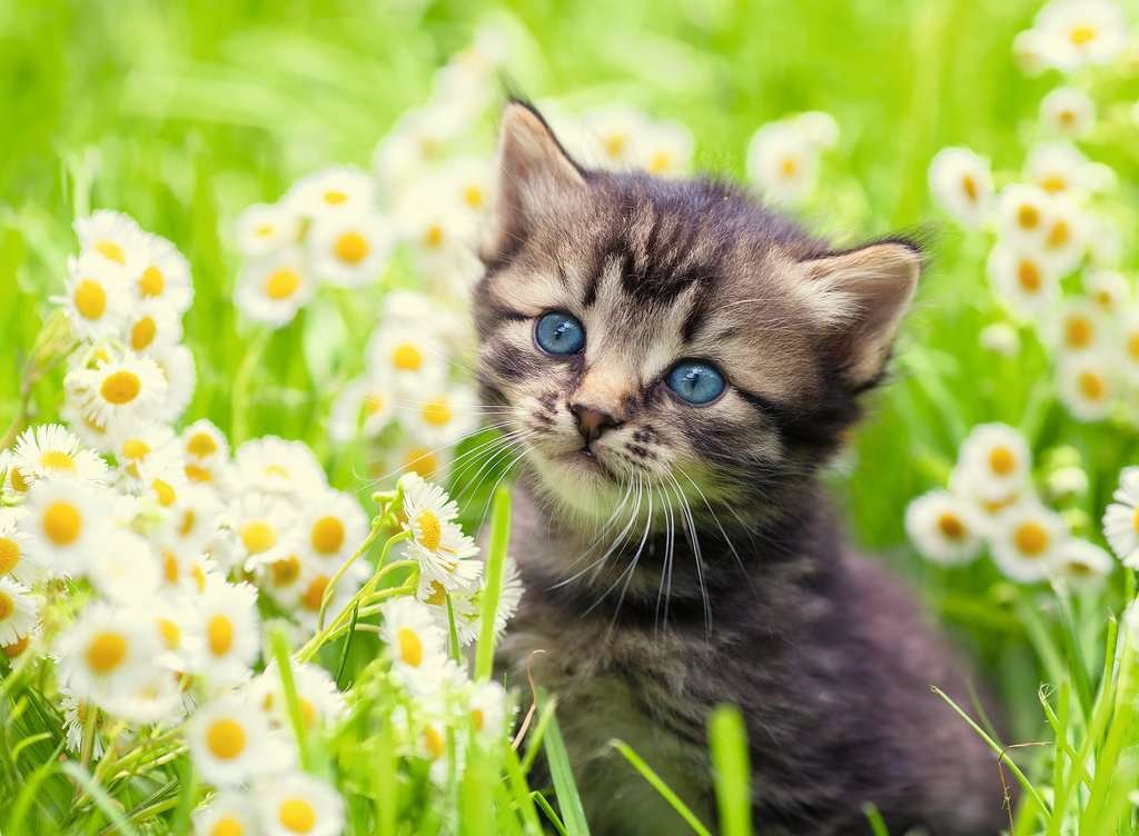 chaton dans la prairie chaton dans la prairie
